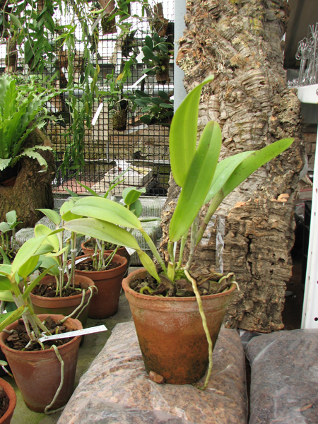 Laelia tenebrosa 'Aline' x Cattleya leopoldii 'Dark Prince'.jpg