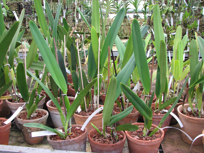 Laelia purpurata flamea ('Bela VIsta ' x Orla branca 'Cheida').jpg