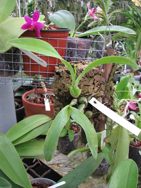Prosthechea vitellina.jpg
