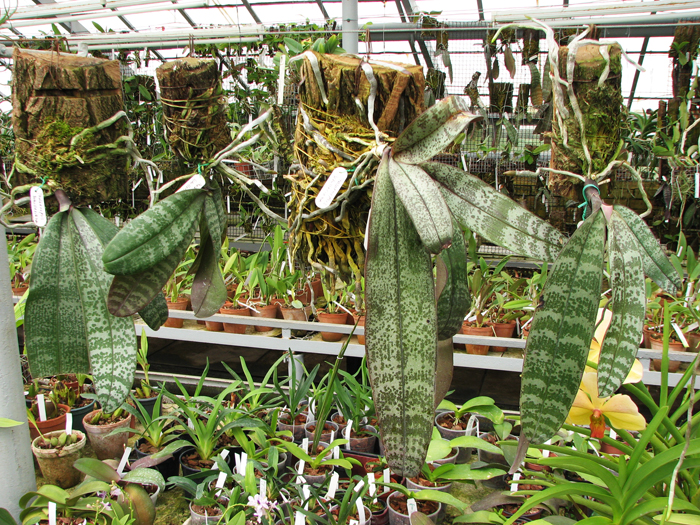 Phalaenopsis schilleriana.jpg