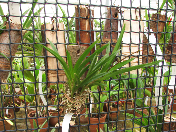 Oncidium (Tolumnia) Red Spot Maliwan.jpg