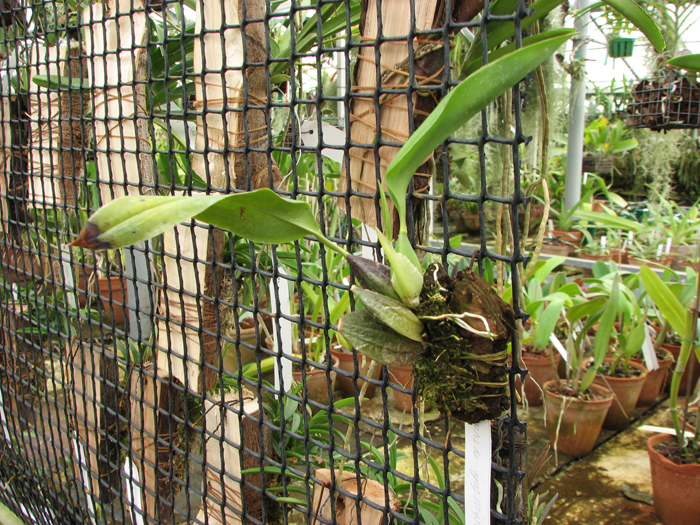 Rhynchostele cervantesii.jpg