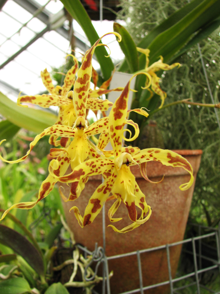 Odontoglossum praestans.jpg
