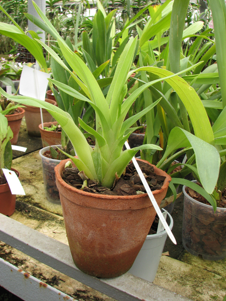 Rhynchostele bictoniense.jpg