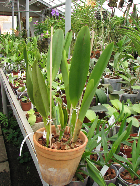 Laelia lobata tipo.jpg