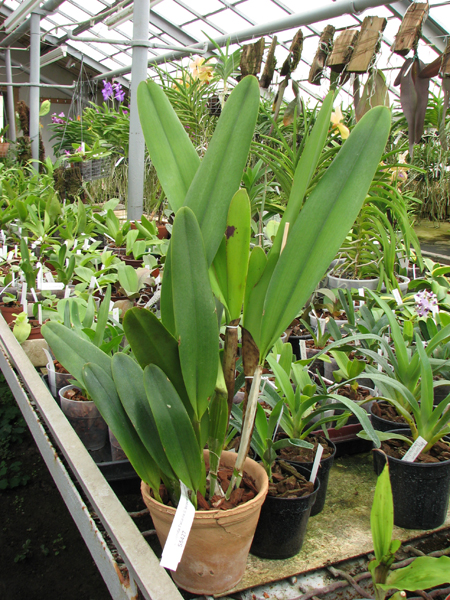 Laelia Pacavia (Laelia purpurata x Laelia tenebrosa).jpg