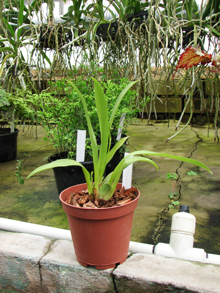 Oncidium Twinkle 'CT Golden Fragrance'.jpg