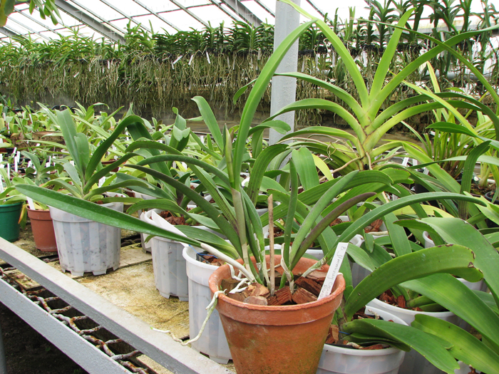 Brassavola Jiminy Cricket 'Superbug'.jpg