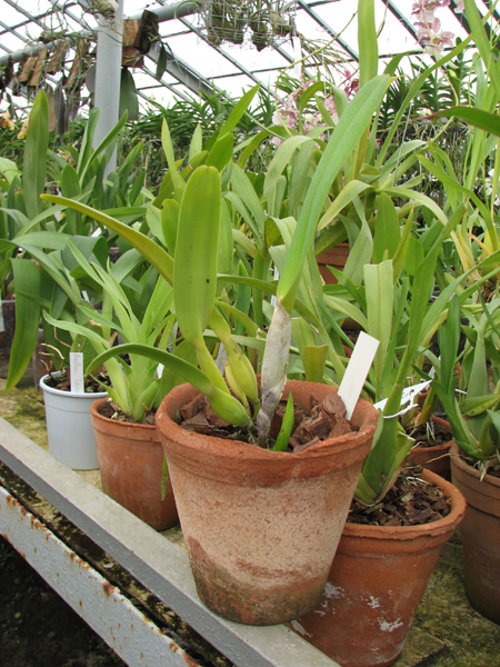 Laelia purpurata Werckhauseri.jpg