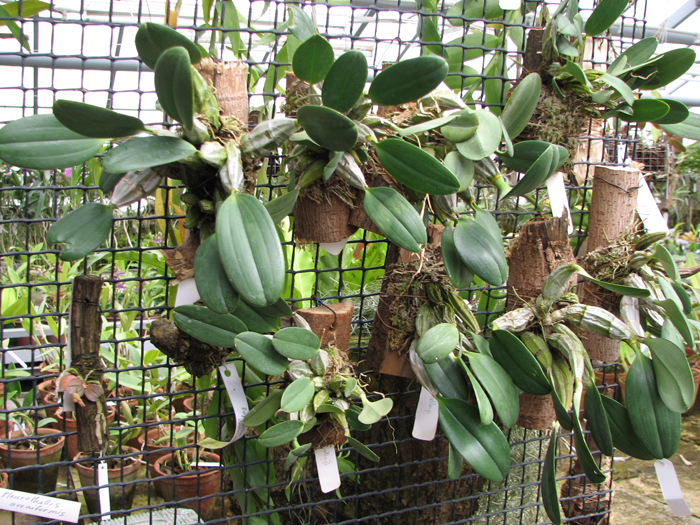 Dendrobium lindleyi.jpg