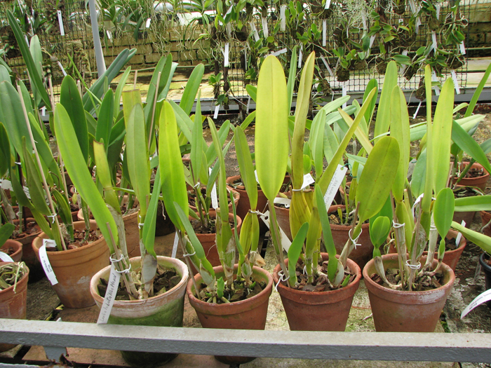 Laelia lobata var alba plena.jpg