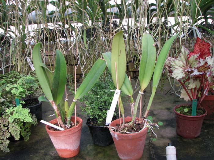 Brassolaeliocattleya Success Dream 'Miracles'.jpg