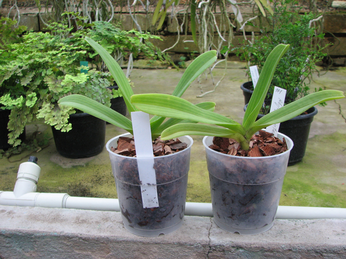 Rhynchostylis gigantea Orange.jpg