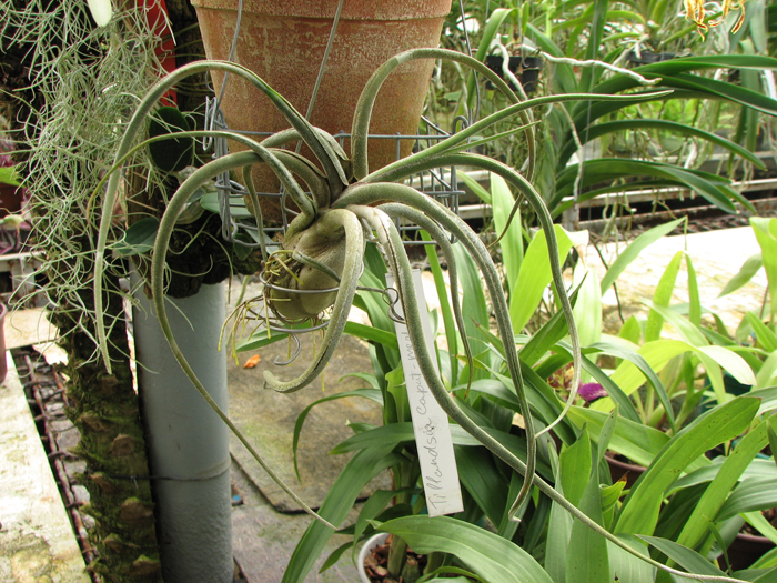 Tillandsia caput-medusae.jpg