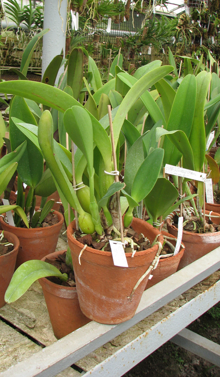 Laeliocattleya Sierra Skies 'Leone'.jpg