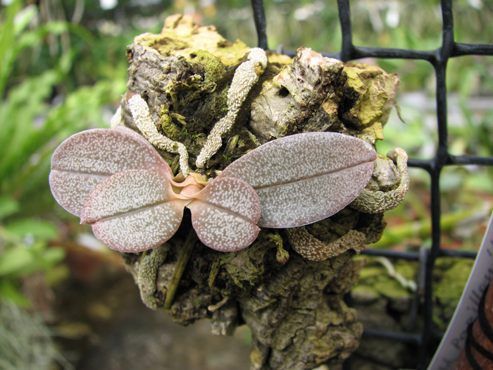 Aerangis punctata.jpg