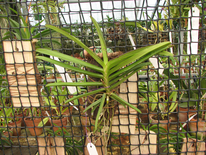 Ascocentrum miniatum.jpg