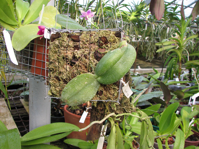 Phalaenopsis gigantea.jpg