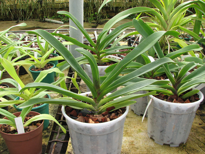 Rhynchostylis gigantea red.jpg