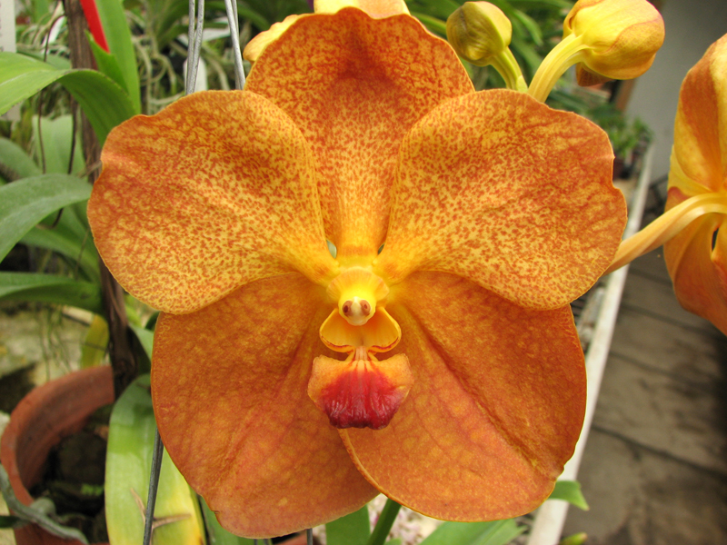 Vanda Sumon Spot x Ascocenda Pahirot x Ascocenda Kutlana Brown.jpg