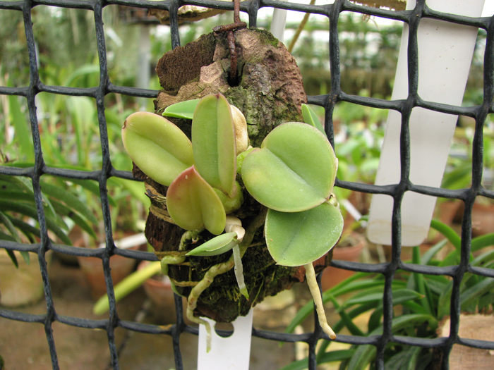 Sophronitis brevipedunculata 'Ouro Branco' x brevipedunculata 'Ouro Preto'.jpg