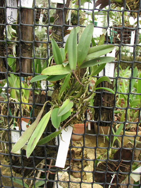 Sophronitis grandiflora.jpg