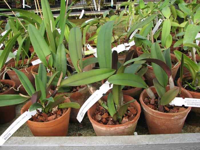 Cattleya lawrenciana (tipo x rubra).JPG