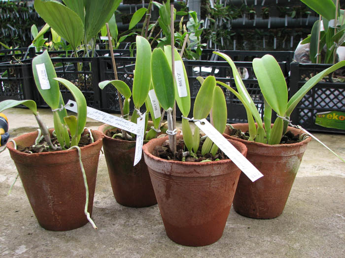 Cattleya trianae rubra 'Eclipse' x Cattleya trianae 'Sangre de Toro II'.jpg