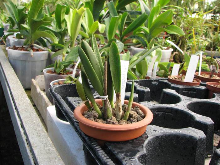 Laelia ghillanyi 'palha'.jpg