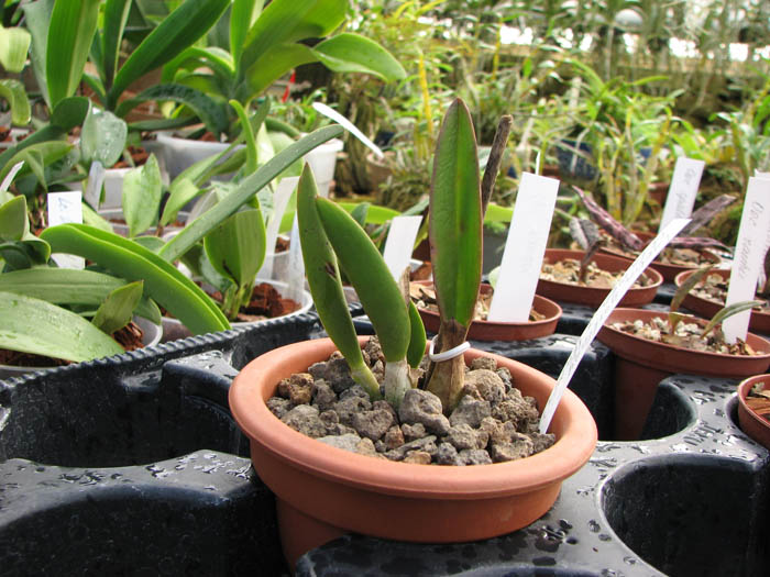 Laelia ghillani (flamea x flamea).jpg