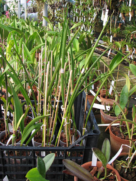 Laelia purpurata x Brassavola cucullata.jpg