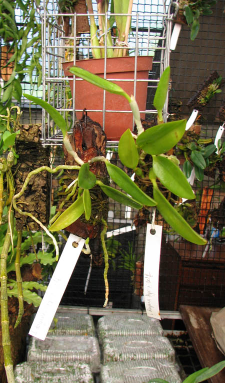 Laelia dayana tipo x self.jpg