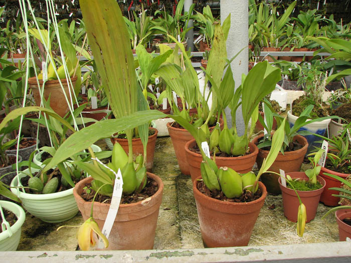 Coelogyne speciosa.jpg