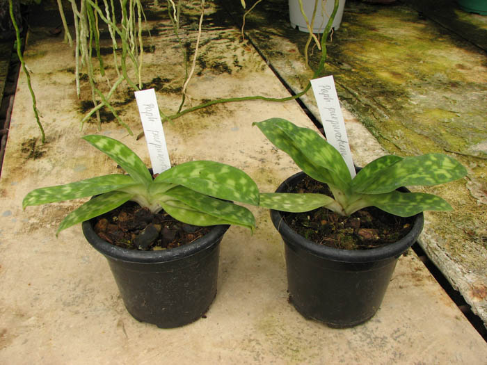 Paphiopedilum purpuratum.jpg