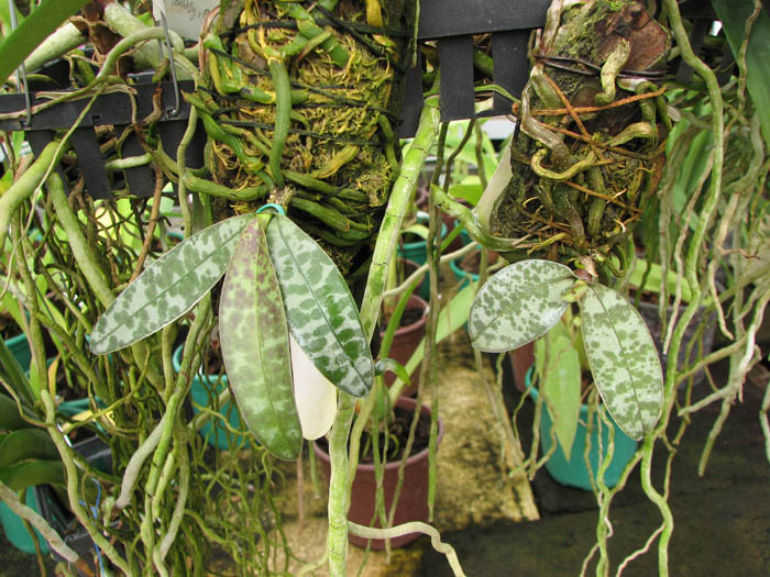 Phalaenopsis lindenii.jpg