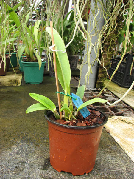 Laeliocattleya Cariad's Mini-Quinee 'Angel Kiss'.jpg