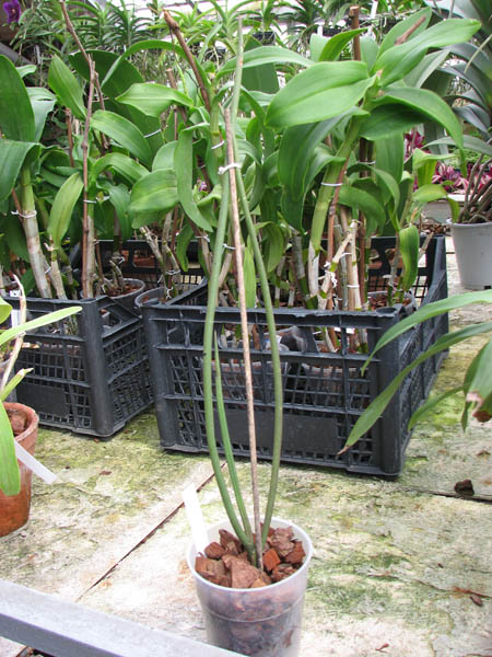 Paraphalaenopsis labukensis.jpg