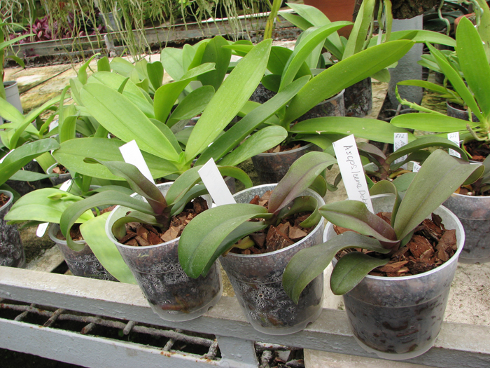 Asconopsis Irene Dobkin.jpg