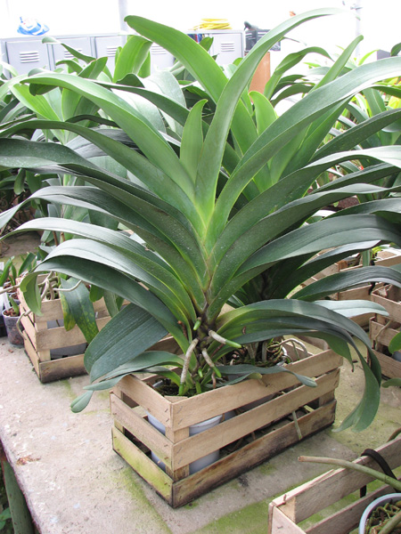 Angraecum Veitchii.jpg