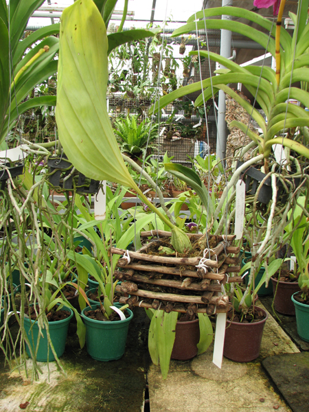 Stanhopea nigripes.jpg