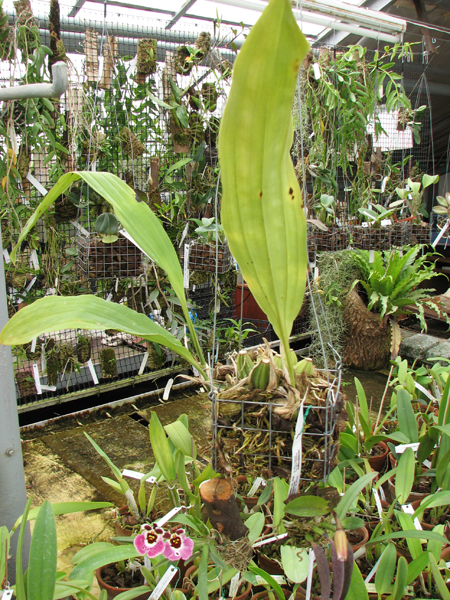 Stanhopea insignis.jpg