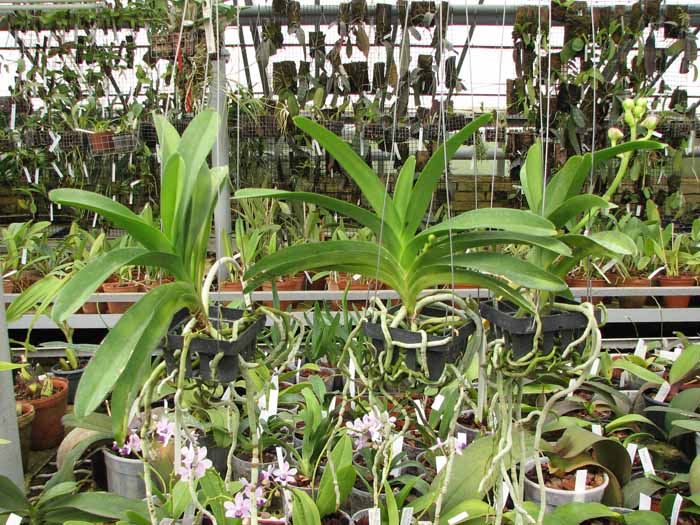 Vanda Pak Chong Blue.jpg