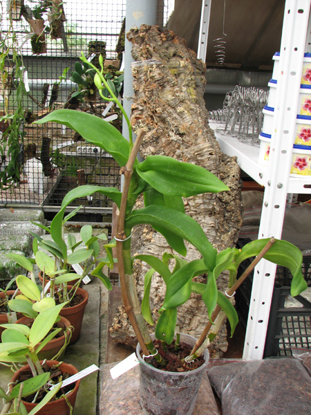 Dendrobium Nopporn Starbright.jpg