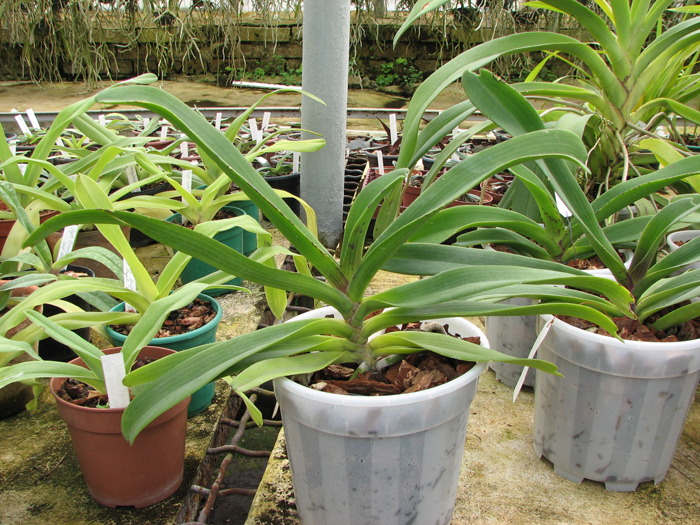 Rhynchostylis gigantea red.jpg