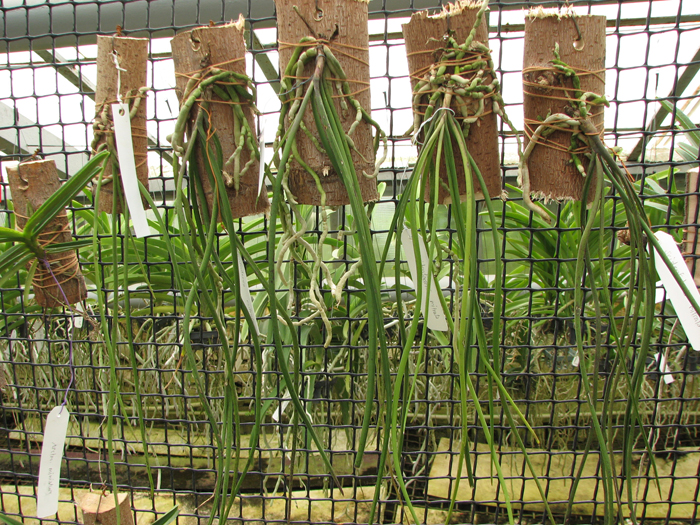 Seidenfadenia mitrata.jpg