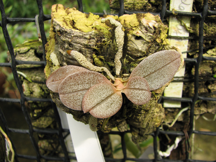 Aerangis punctata.jpg