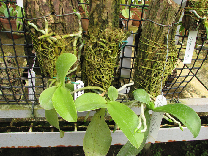 Phalaenopsis pulchra.jpg