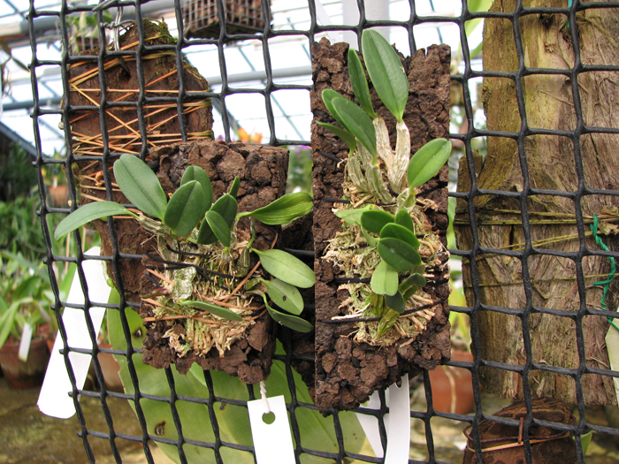 Dendrobium jenkinsii.jpg