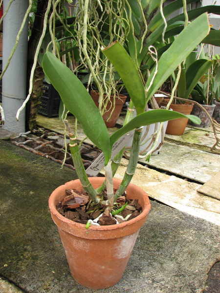 Epicattleya Vienna Woods x Cattleya Thospol Spot.jpg