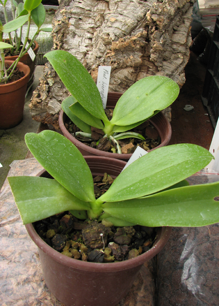 Phalaenopsis hieroglyphica.jpg